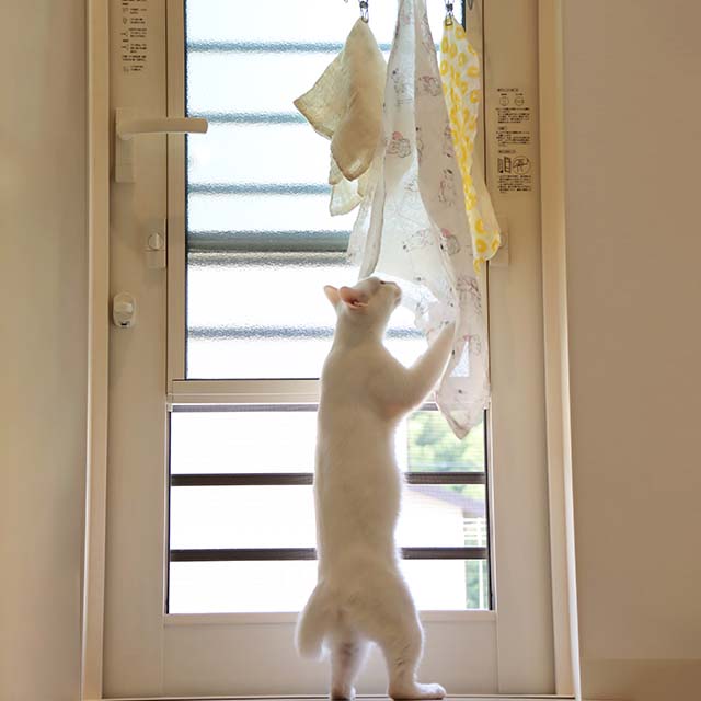 猫村さんのふきん